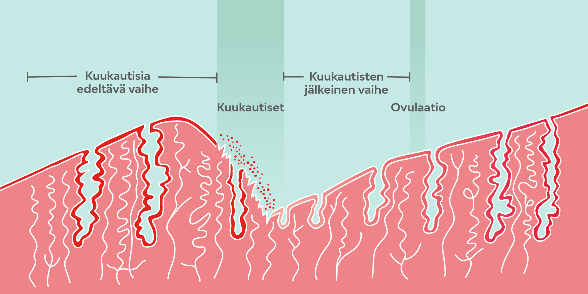 Kuukautiskierto